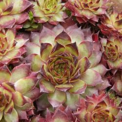 Sempervivum - Dachwurz - Hauswurz